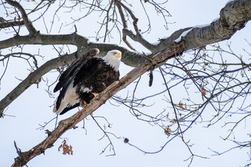 Bald eagle (Haliaeetus leucocephalus) landed in tree branch