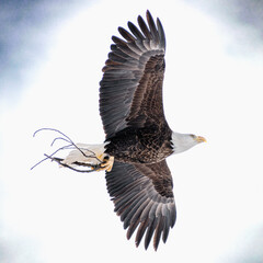 Bald eagle (Haliaeetus leucocephalus) in flight holding sticks cloudy background