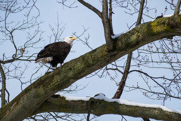 Bald eagle (Haliaeetus leucocephalus) sitting in tall tree