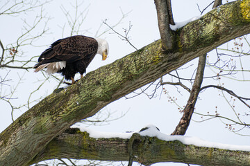 Bald eagle (Haliaeetus leucocephalus) perched on snowy tree branch