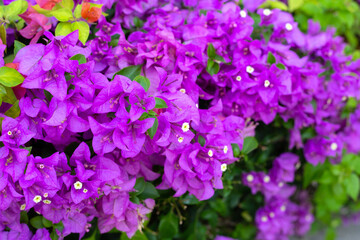 Beautiful bougainvillea flowers with green leaves