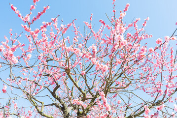 梅の花