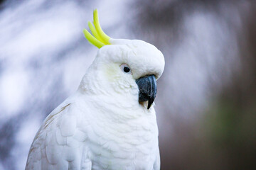 close up of a white parrot. Sulphur-crested cockatoo (Cacatua galerita).