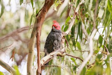 Gang-gang cockatoo. Callocephalon fimbriatum.