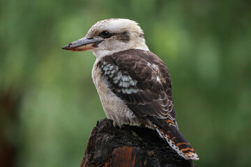 Laughing Kookaburra in Australia. Dacelo novaeguineae.