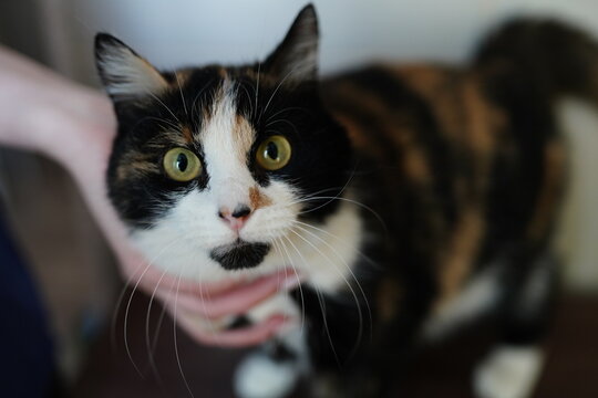 A cat in a shelter. Ordinary cats from the street caught in the shelter. High quality photo 