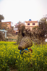 Woman picking Tori Bari 