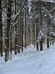 snow covered trees
