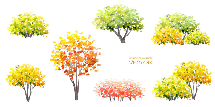 Vector watercolor blooming flower tree or forest side view isolated ofn white background for landscape and architecture drawing,elements for environment and garden,botanical for section in autumn   