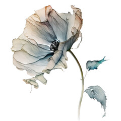 fading translucent poppy flower In translucent watercolour on transparent background PNG Generative AI