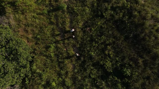 Group of people, mand and woman lost,  exploring dense tropical jungle and rainforestin. 4k high resolution. Aerial drone view shot.
