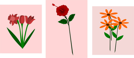 Collection of three various flowers. tulips, Hibiscus (Shoeblack plant) and aster. Hand drawn modern Vector set. Colorful trendy illustration. Floral design templates. All elements are isolated
