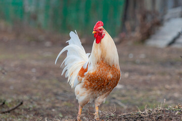 White-brown cock close-up in the garden