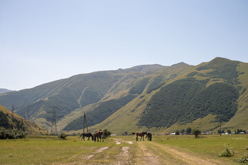 Fototapeta na wymiar View of a mountain village with a pasture of horses
