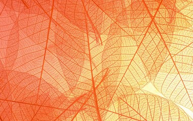 Illustration of an orange background with leaf decorative patterns with effects