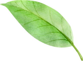 Fototapeta premium Hand Drawn Green Watercolor Cute Tropical Leaf