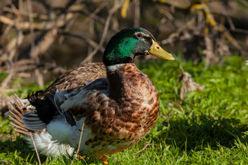 Naklejka na ściany i meble A duck sits on the grass in a field.