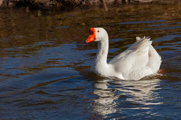 A goose swims in a lake with its beak open.