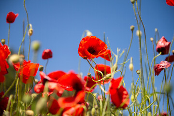 red poppy flowers against the blue sky