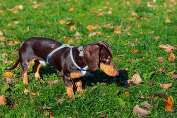 A dachshund is walking on the grass