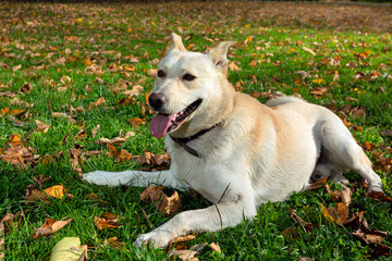 A dog of an unspecified breed plays on the grass close-up.