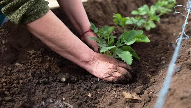 Woman is planting seedlings of strawberries. Gardening work. Country life. Eco farm. High quality 4k footage