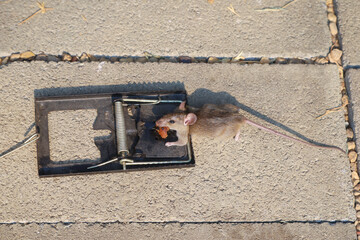 Rats die from traps, dirty rats carry dangerous diseases.