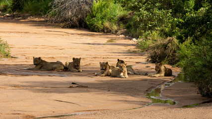 Fototapeta premium six lions resting in a dry riverbed