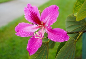 Pink Flower with Raindrops