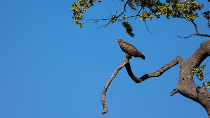 a lesser spotted eagle perched in a tree