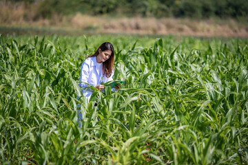 Asian scientist and farmer woman in sweet corn field .she working with document file works in corn...