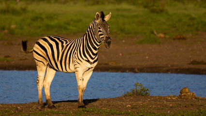 Fototapeta na wymiar a zebra early morning at the waterhole