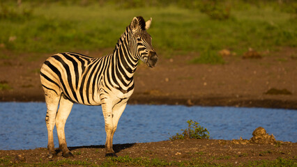 Fototapeta na wymiar a zebra early morning at the waterhole