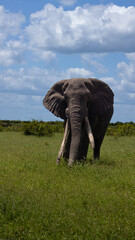 African elephant tusker, very long tusks