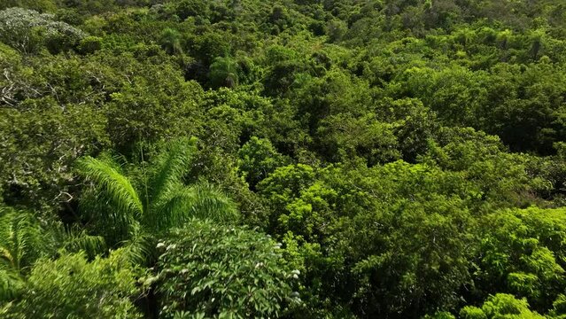 Group of people, mand and woman lost,  exploring dense tropical jungle and rainforestin. 4k high resolution. Aerial drone view shot.