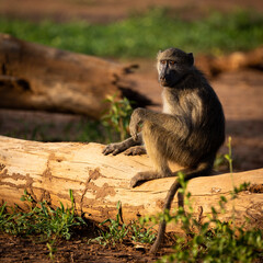 a chacma baboon photographed during the golden hour