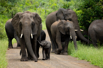 a breeding herd of African elephants with a tiny calf - obrazy, fototapety, plakaty