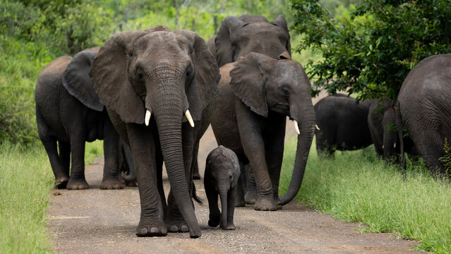 a breeding herd of African elephants with a tiny calf
