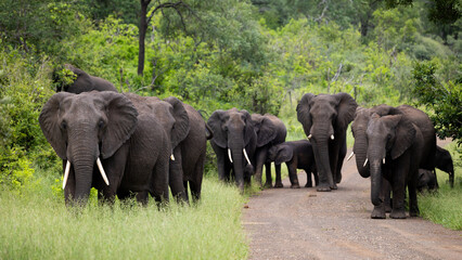 a breeding herd of African elephants with a tiny calf