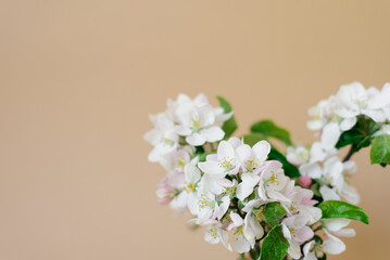 Bouquet of white apple tree flowers close-up on beige background with copy space