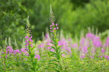 Blooming pink fireweed or willowherb on the background of a meadow with a beautiful blurred background of the summer season