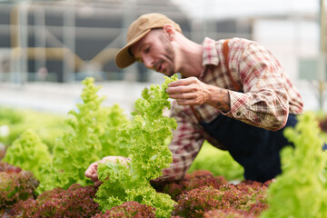 Businessperson or farmer checking hydroponic soilless vegetable in nursery farm. Business and organic hydroponic vegetable concept