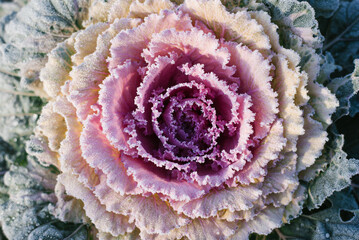 Colorful blooming ornamental cabbage flower (cauliflower) with frost