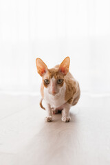 Cute ginger cat cornish rex is sitting on the floor and carefully looking somewhere