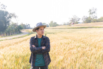 Naklejka na ściany i meble A farmer in a field of ripe wheat is planning a harvest.