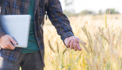 Modern farmer inspecting wheat field and working on laptop 