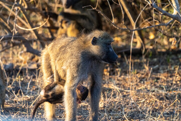 Chacma Baboon, Papio ursinus, baby with its mother, Chobe National Park, Botswana.