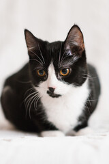 Cute black and white cat looking at the camera in bed