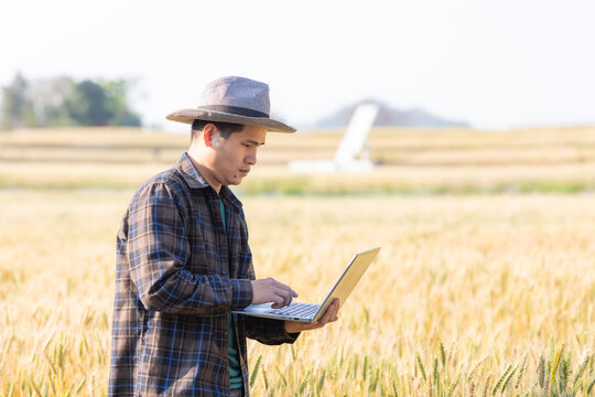 Mature farmer standing in wheat field with laptop and checking crops.