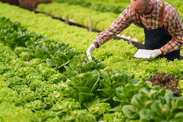 Businessperson or farmer checking hydroponic soilless vegetable in nursery farm. Business and organic hydroponic vegetable concept